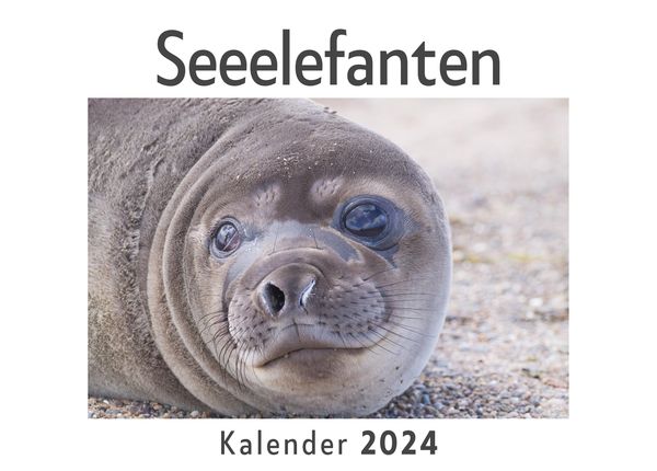 Produktbild: Seeelefanten (Wandkalender 2024, Kalender DIN A4 quer, Monatskalender im Querformat mit Kalendarium, Das perfekte Geschenk)