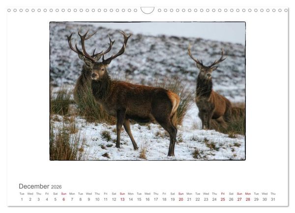 Produktbild: Wild Deer In The Highlands (Wall Calendar 2026 DIN A3 landscape), CALVENDO 12 Month Wall Calendar