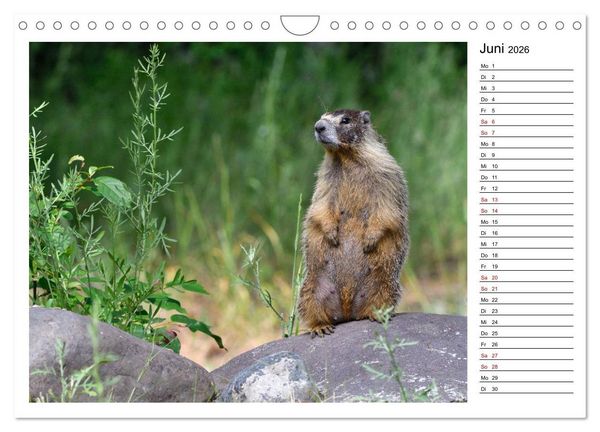 Produktbild: Murmeltiere in Nordamerika (Wandkalender 2026 DIN A4 quer), CALVENDO Monatskalender
