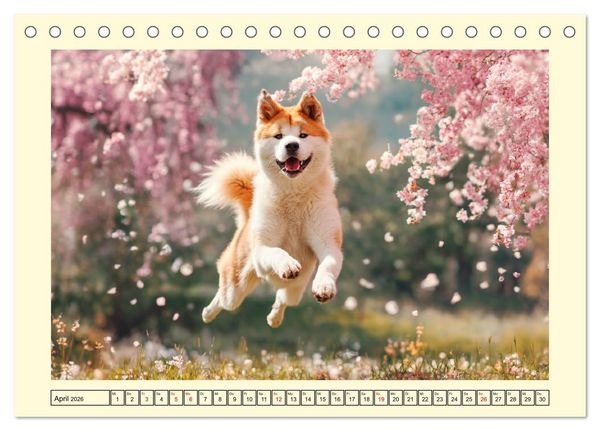 Produktbild: Akita Inu in der Natur. Japans edle und sanfte Sch&ouml;nheit (Tischkalender 2026 DIN A5 quer), CALVENDO Monatskalender