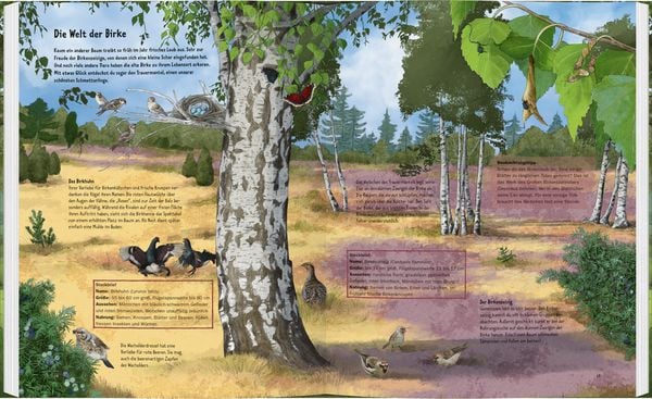 Produktbild: Wildes Leben in alten Bäumen