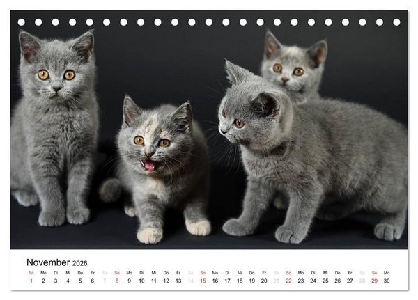 Produktbild: Briten B&auml;rchen &ndash; Britsch Kurzhaar 2026 (Tischkalender 2026 DIN A5 quer), CALVENDO Monatskalender