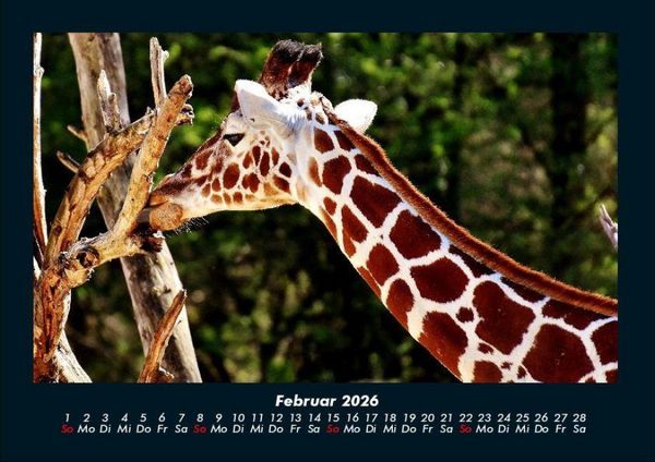 Produktbild: Giraffen 2026 Fotokalender DIN A4