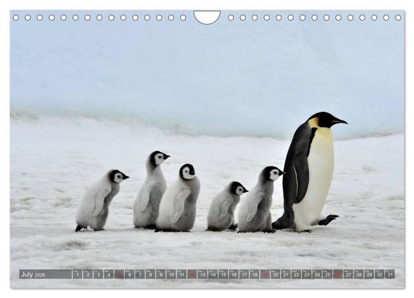 Produktbild: Penguins Unique and amazing birds (Wall Calendar 2026 DIN A4 landscape), CALVENDO 12 Month Wall Calendar