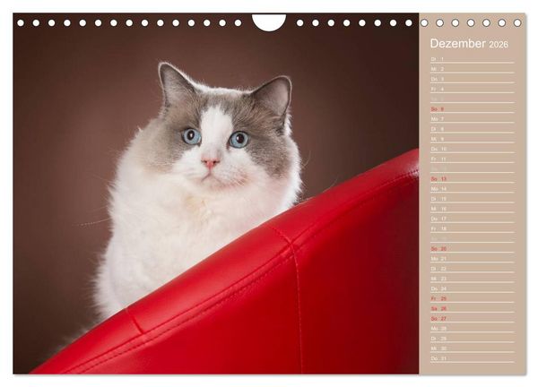 Produktbild: Zauberhafte Ragdolls / Geburtstagskalender (Wandkalender 2026 DIN A4 quer), CALVENDO Monatskalender