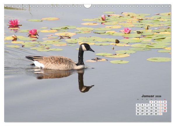Produktbild: Kanadas charmante Kleintiere - Bezaubernde Einblicke in die Natur (Wandkalender 2026 DIN A3 quer), CALVENDO Monatskalender