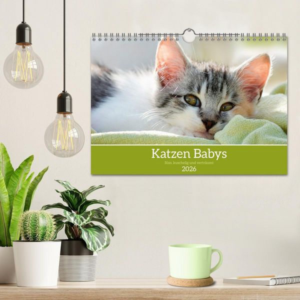 Produktbild: Katzenbabys (Wandkalender 2026 DIN A4 quer), CALVENDO Monatskalender