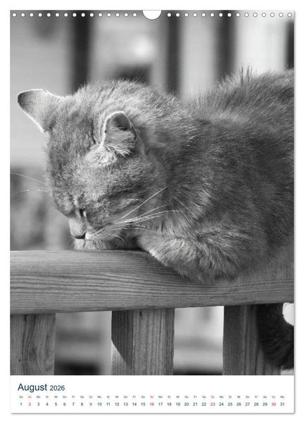 Produktbild: Wilde Katzen - Korsikas Samtpfoten (Wandkalender 2026 DIN A3 hoch), CALVENDO Monatskalender