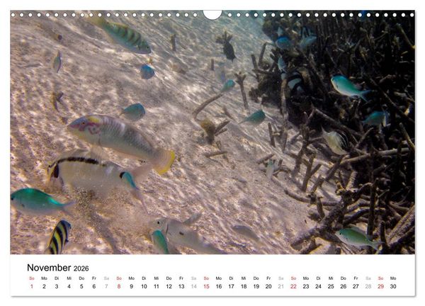 Produktbild: Unterwasserwelt der Malediven II (Wandkalender 2026 DIN A3 quer), CALVENDO Monatskalender