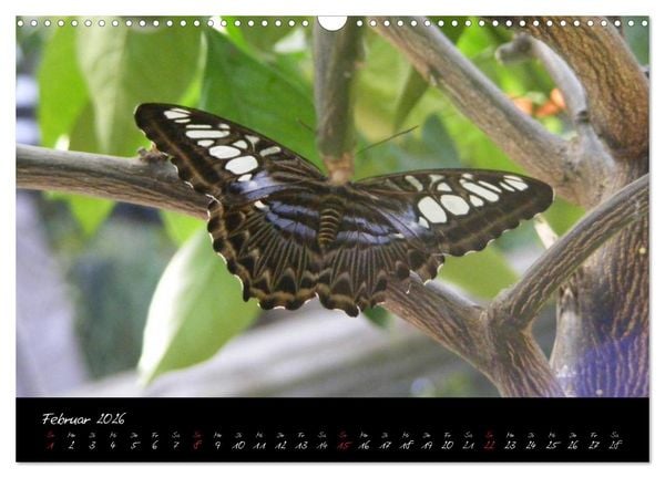Produktbild: Schmetterlinge (Wandkalender 2026 DIN A3 quer), CALVENDO Monatskalender