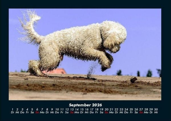 Produktbild: Der Hundekalender 2026 Fotokalender DIN A4