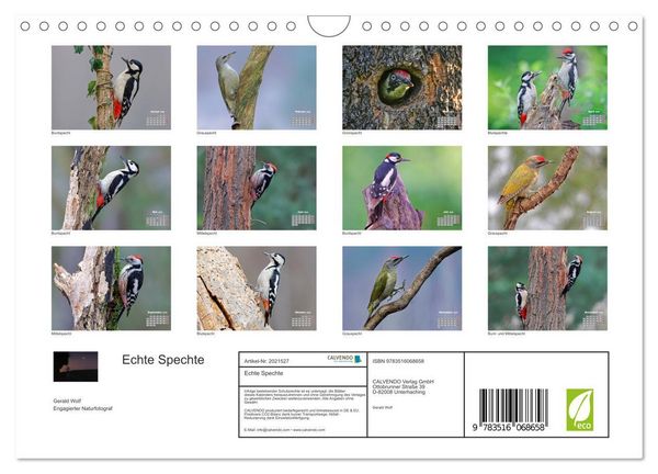 Produktbild: Echte Spechte (Wandkalender 2026 DIN A4 quer), CALVENDO Monatskalender