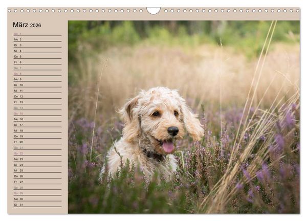 Produktbild: Ein Labradoodle-Welpe in der Heide (Wandkalender 2026 DIN A3 quer), CALVENDO Monatskalender