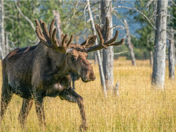 Produktbild: CALVENDO Puzzle Der Star unter Alaskas Wildtieren | 1000 Teile Lege-Gr&ouml;&szlig;e 64x48cm Foto-Puzzle f&uuml;r gl&uuml;ckliche Stunden