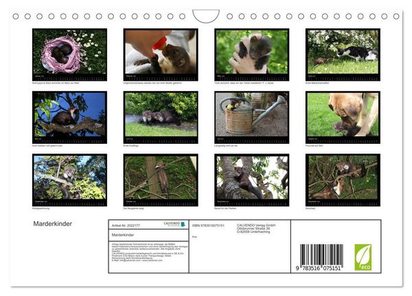Produktbild: Marderkinder (Wandkalender 2026 DIN A4 quer), CALVENDO Monatskalender