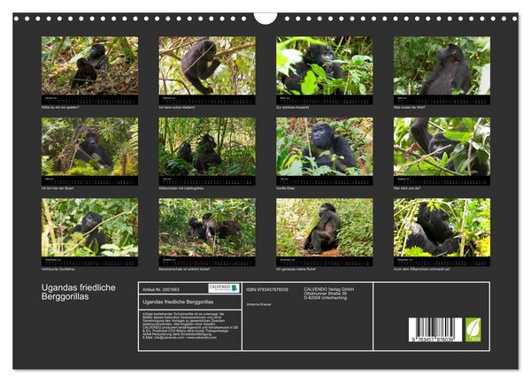 Produktbild: Ugandas friedliche Berggorillas (Wandkalender 2026 DIN A3 quer), CALVENDO Monatskalender