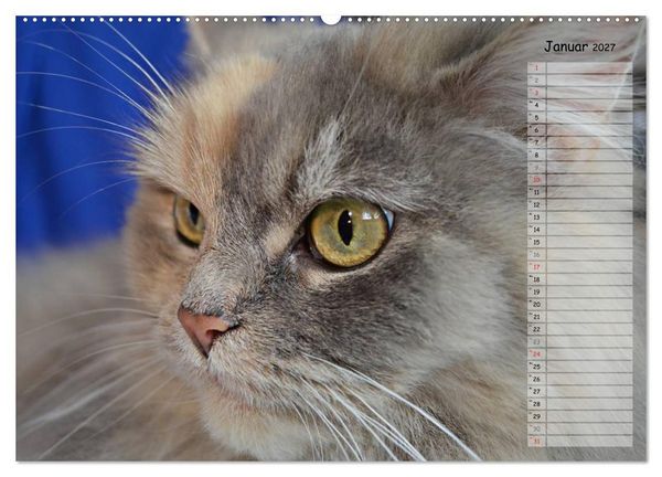 Produktbild: Katzen im Portr&auml;t / Geburtstagskalender (Wandkalender 2027 DIN A2 quer), CALVENDO Monatskalender
