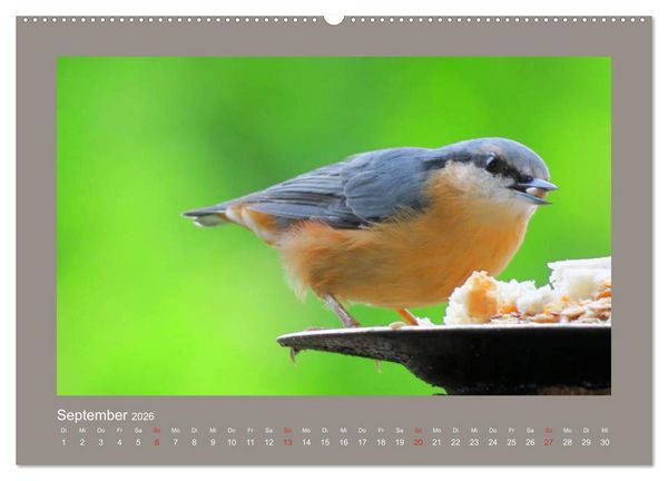 Produktbild: Vogelportr&auml;ts - Heimische V&ouml;gel auf meinem Balkon (Wandkalender 2026 DIN A2 quer), CALVENDO Monatskalender