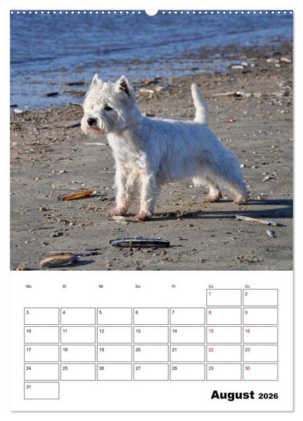 Produktbild: West Highland White Terrier - Herzensbrecher auf vier Pfoten (Wandkalender 2026 DIN A2 hoch), CALVENDO Monatskalender
