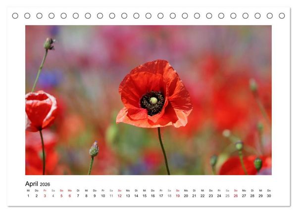 Produktbild: Mohn, zarte Bl&uuml;ten, starke Farben (Tischkalender 2026 DIN A5 quer), CALVENDO Monatskalender