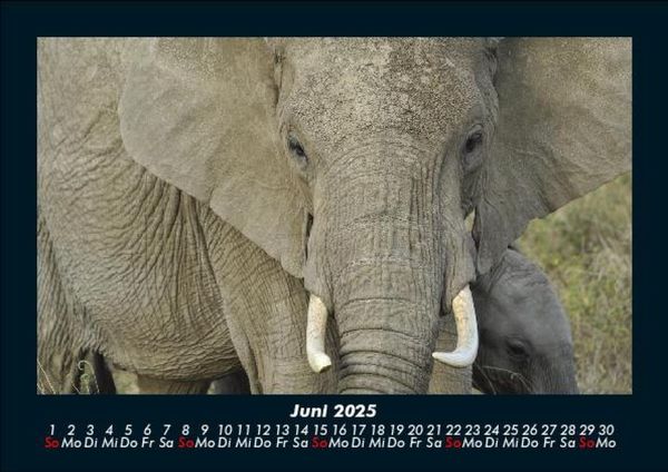 Produktbild: Welt der Tiere 2025 Fotokalender DIN A5