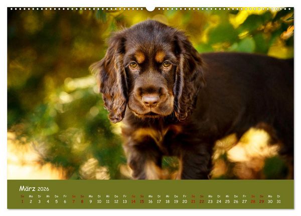 Produktbild: Elvis ein Engl. Cocker Spaniel wird Gro&szlig; (Wandkalender 2026 DIN A2 quer), CALVENDO Monatskalender