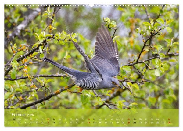 Produktbild: Kuckuck,Kuckuck,rufts aus dem Wald (Wandkalender 2026 DIN A2 quer), CALVENDO Monatskalender