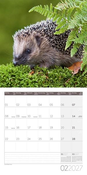 Produktbild: Igel Kalender 2027 - 30x30 - Art12