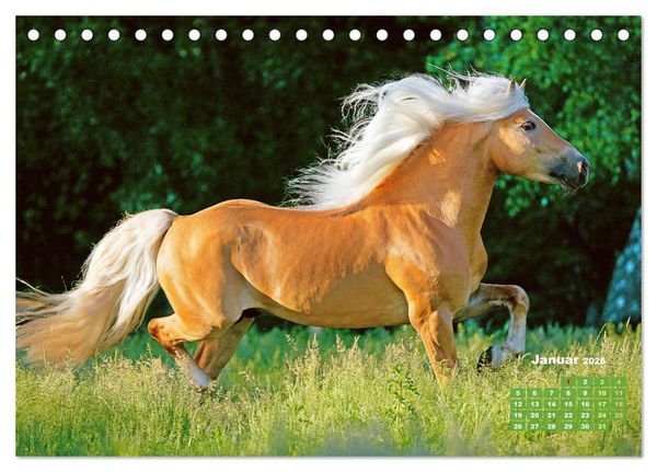 Produktbild: Haflinger: Die blonden Pferde von der Alm (Tischkalender 2026 DIN A5 quer), CALVENDO Monatskalender