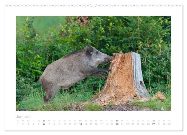Produktbild: Wildschweine &ndash; Wildlife Fotografien (Wandkalender 2027 DIN A2 quer), CALVENDO Monatskalender