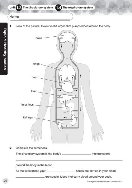 Produktbild: International Primary Science Progress Book Teacher Pack: Stage 6