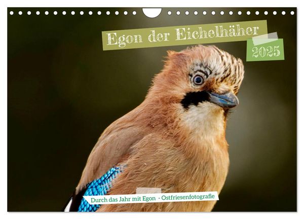 Egon der Eichelhäher - Durch das Jahr mit Egon - von Ostfriesenfotografie (Wandkalender 2025 DIN A4 quer), CALVENDO Mona