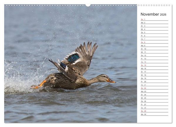 Produktbild: Emotionale Momente: Die Stockente. (hochwertiger Premium Wandkalender 2026 DIN A2 quer), Kunstdruck in Hochglanz