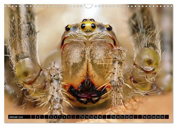 Produktbild: Faszination Makrofotografie: Spinnen (Wandkalender 2026 DIN A3 quer), CALVENDO Monatskalender
