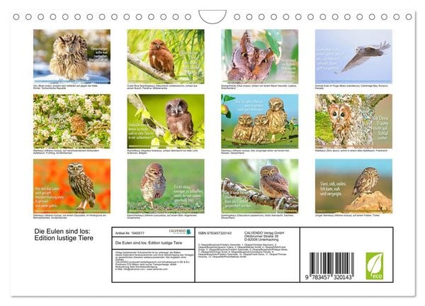 Produktbild: Die Eulen sind los: Edition lustige Tiere (Wandkalender 2026 DIN A4 quer), CALVENDO Monatskalender