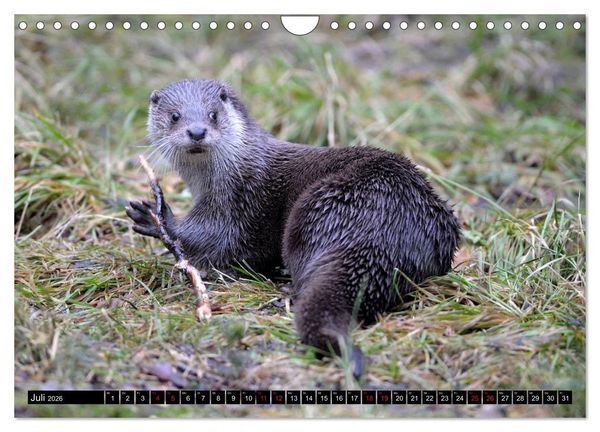 Produktbild: Fischotter, flinke J&auml;ger (Wandkalender 2026 DIN A4 quer), CALVENDO Monatskalender