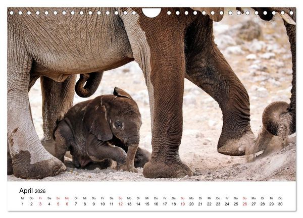 Produktbild: Namibias Elefanten (Wandkalender 2026 DIN A4 quer), CALVENDO Monatskalender