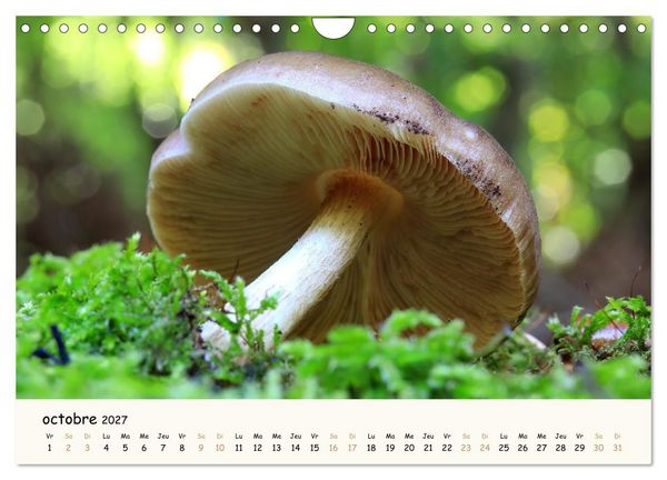 Produktbild: Champignons magiques (Calendrier mural 2027 DIN A4 vertical), CALVENDO calendrier mensuel