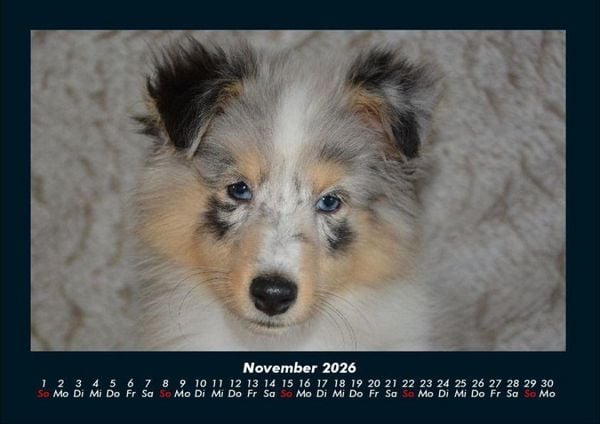 Produktbild: Hunde 2026 Fotokalender DIN A4
