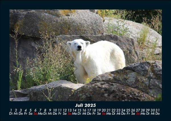 Produktbild: Pinguine & Eisb&auml;ren 2025 Fotokalender DIN A5