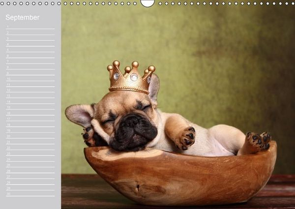 Produktbild: Der Bully-Geburtstagskalender - nie wieder einen Geburtstag "verschlafen"... (Wandkalender immerw&auml;hrend DIN A3 quer)