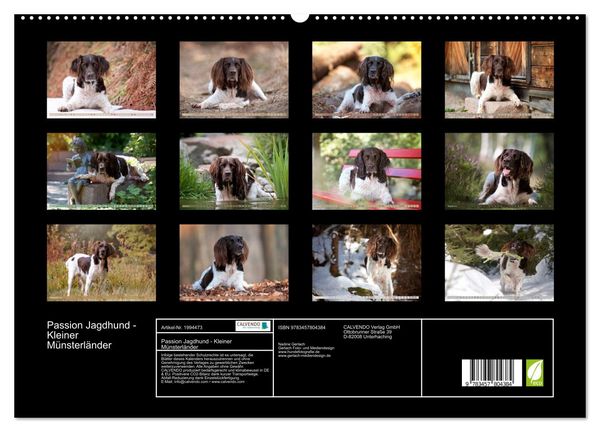 Produktbild: Passion Jagdhund - Kleiner M&uuml;nsterl&auml;nder (hochwertiger Premium Wandkalender 2026 DIN A2 quer), Kunstdruck in Hochglanz
