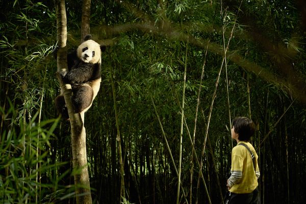 Produktbild: Moon - Der Panda