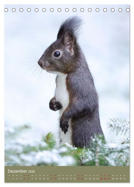 Produktbild: Eichh&ouml;rnchen - zauberhafte Waldbewohner (Tischkalender 2026 DIN A5 hoch), CALVENDO Monatskalender