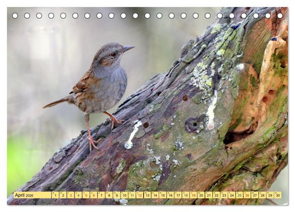 Produktbild: Gefiederte Gesellen - V&ouml;gel aus Wald und Garten (Tischkalender 2026 DIN A5 quer), CALVENDO Monatskalender