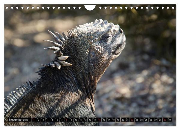 Produktbild: Leguane auf Galapagos (Wandkalender 2026 DIN A4 quer), CALVENDO Monatskalender