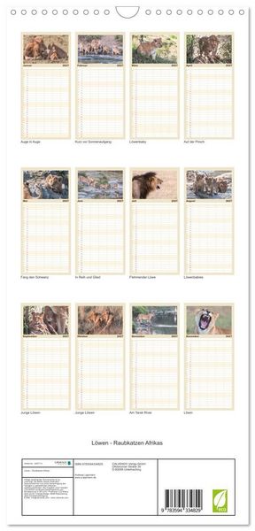Produktbild: Familienplaner 2027 - L&ouml;wen - Raubkatzen Afrikas mit 5 Spalten (Wandkalender, 21 x 45 cm) CALVENDO
