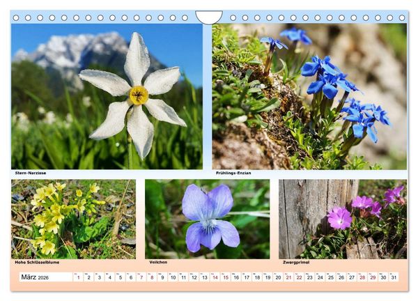 Produktbild: Alpiner Bl&uuml;tenzauber (Wandkalender 2026 DIN A4 quer), CALVENDO Monatskalender
