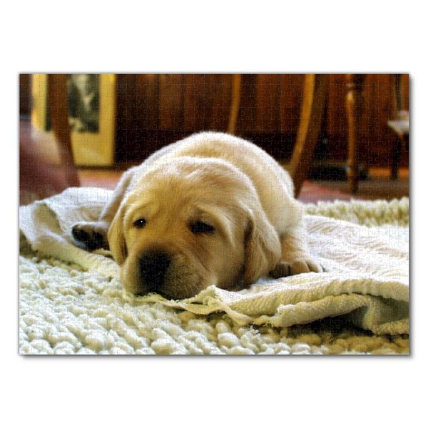 Produktbild: Lais Puzzle Labrador 1000 Teile