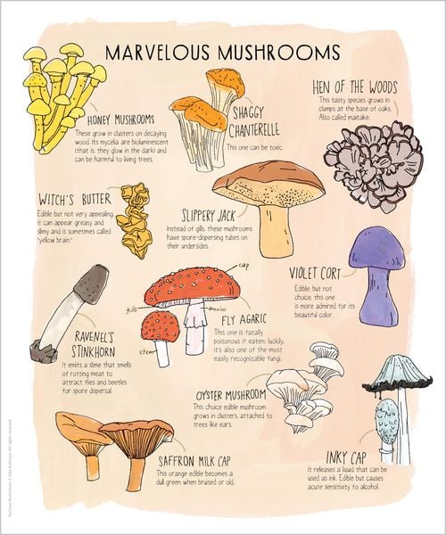 Produktbild: Nature Anatomy Posters